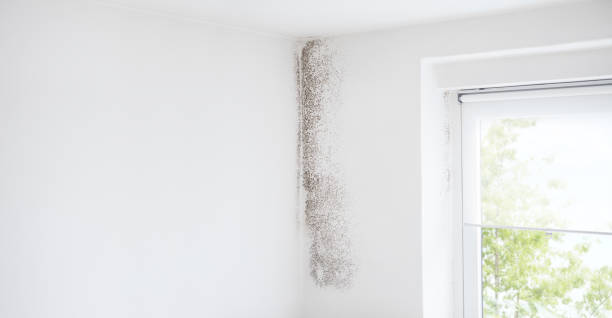 Best Air Quality Testing for Mold Spores  in Mckees Rocks, PA