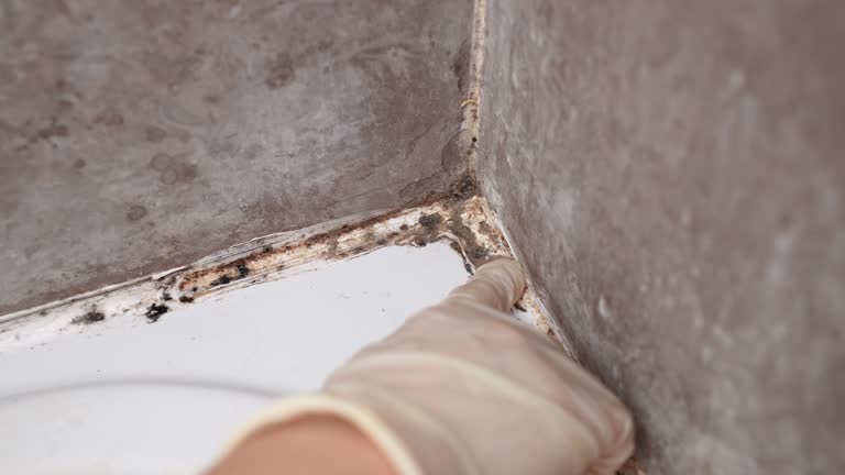 Reliable Mckees Rocks, PA Mold Removal Solutions